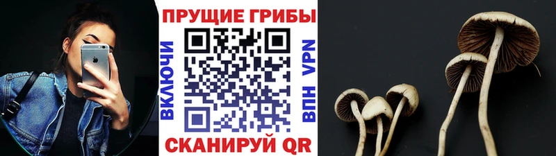 Купить где  Щёкино  Псилоцибиновые грибы Magic Shrooms 
